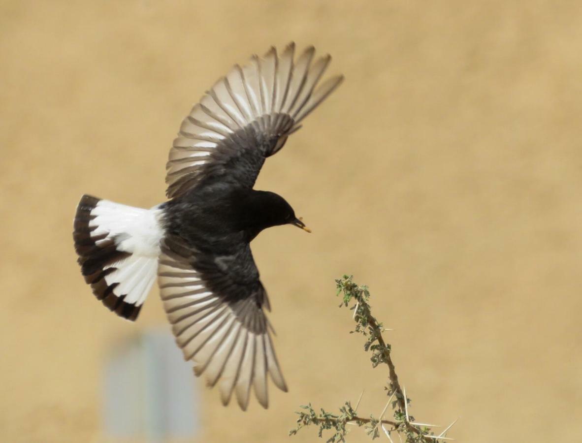 The Birdwatchers Nest Be'er Ora Экстерьер фото