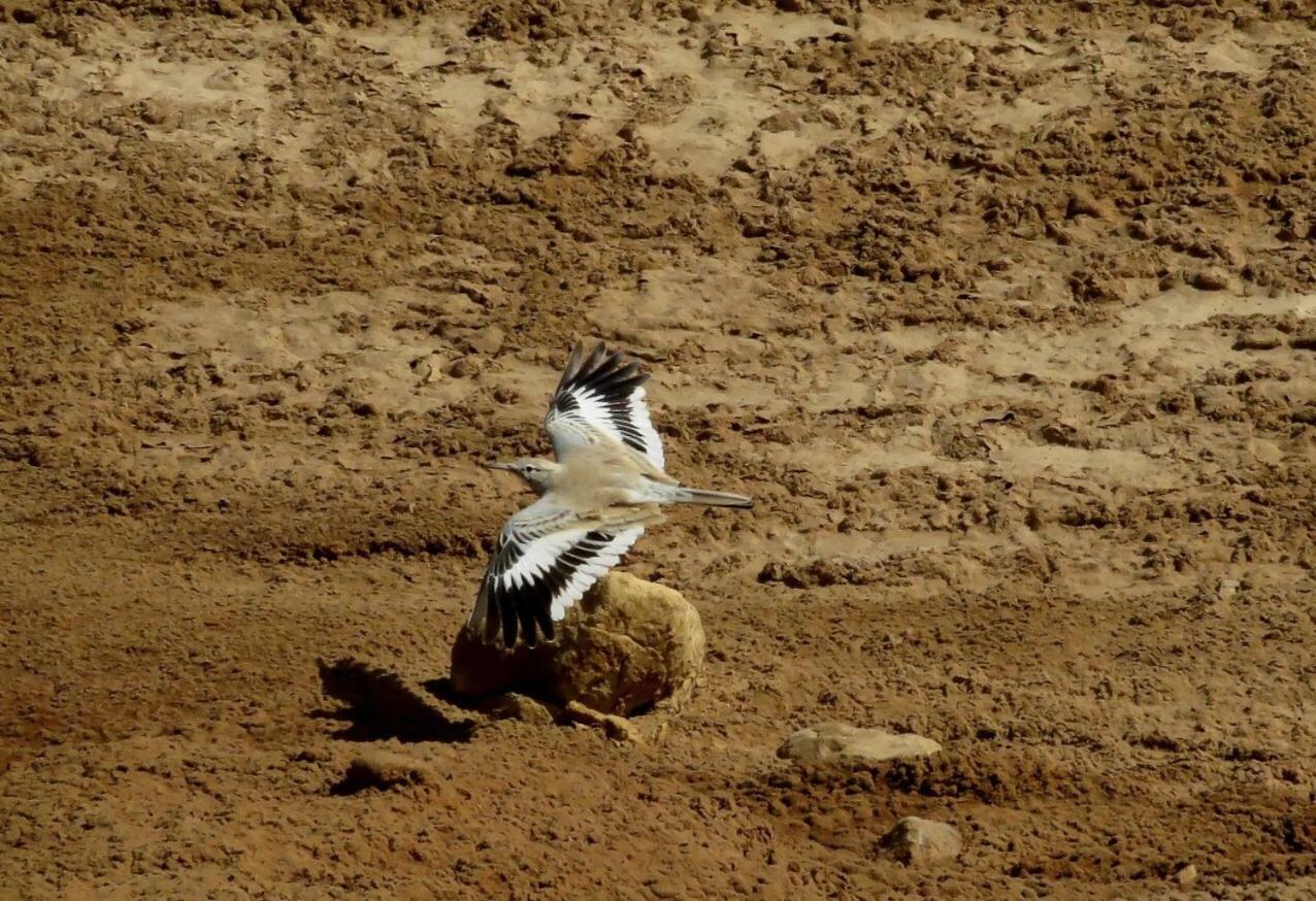 The Birdwatchers Nest Be'er Ora Экстерьер фото